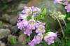 <img100*0:stuff/z/169023/Flower%2520Garden/i1277156436_29.jpg>