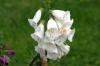 <img100*0:stuff/z/169023/Flower%2520Garden/i1277156436_30.jpg>
