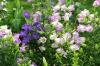 <img100*0:stuff/z/169023/Flower%2520Garden/i1277156436_32.jpg>
