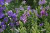 <img100*0:stuff/z/169023/Flower%2520Garden/i1277156436_33.jpg>