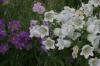 <img100*0:stuff/z/169023/Flower%2520Garden/i1277156436_34.jpg>