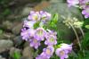 <img100*0:stuff/z/169023/Flower%2520Garden/i1277156437_35.jpg>