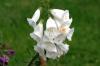 <img100*0:stuff/z/169023/Flower%2520Garden/i1277156437_36.jpg>