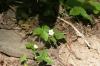 <img100*0:stuff/z/169023/Flower%2520Garden/i1277156437_37.jpg>