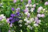 <img100*0:stuff/z/169023/Flower%2520Garden/i1277156437_38.jpg>