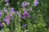 <img100*0:stuff/z/169023/Flower%2520Garden/i1277156437_39.jpg>