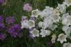 <img100*0:stuff/z/169023/Flower%2520Garden/i1277156437_40.jpg>