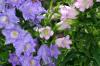 <img100*0:stuff/z/169023/Flower%2520Garden/i1277156437_41.jpg>