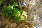 <img150*0:stuff/z/169023/Flower%2520Reference.1/i1278615539_1.jpg>