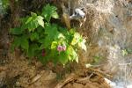 <img150*0:stuff/z/169023/Flower%2520Reference.1/i1278615539_2.jpg>