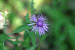 <img150*0:stuff/z/169023/Flower%2520Reference.1/i1278615539_3.jpg>