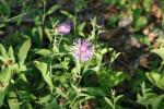 <img150*0:stuff/z/169023/Flower%2520Reference.1/i1278615539_4.jpg>