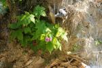 <img150*0:stuff/z/169023/Flower%2520Reference.1/i1278615539_5.jpg>