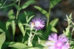 <img150*0:stuff/z/169023/Flower%2520Reference.1/i1278615539_6.jpg>
