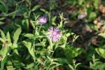 <img150*0:stuff/z/169023/Flower%2520Reference.1/i1278615539_7.jpg>