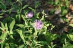 <img150*0:stuff/z/169023/Flower%2520Reference.1/i1278615540_10.jpg>