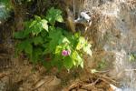<img150*0:stuff/z/169023/Flower%2520Reference.1/i1278615540_11.jpg>