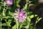 <img150*0:stuff/z/169023/Flower%2520Reference.1/i1278615540_12.jpg>