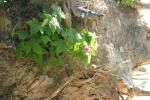 <img150*0:stuff/z/169023/Flower%2520Reference.1/i1278615540_13.jpg>