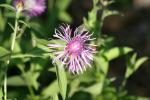 <img:stuff/z/169023/Flower%2520Reference.1/i1278615540_14.jpg?y=100>