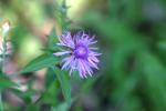 <img150*0:stuff/z/169023/Flower%2520Reference.1/i1278615540_15.jpg>