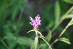 <img150*0:stuff/z/169023/Flower%2520Reference.1/i1278615540_16.jpg>