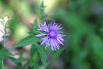 <img150*0:stuff/z/169023/Flower%2520Reference.1/i1278615540_17.jpg>