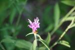 <img150*0:stuff/z/169023/Flower%2520Reference.1/i1278615540_18.jpg>