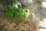 <img150*0:stuff/z/169023/Flower%2520Reference.1/i1278615540_8.jpg>
