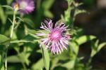 <img150*0:stuff/z/169023/Flower%2520Reference.1/i1278615540_9.jpg>