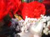 <img100*0:stuff/z/169023/Flowers%252041/i1263420957_5.jpg>