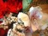 <img100*0:stuff/z/169023/Flowers%252041/i1263420957_6.jpg>