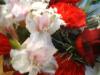 <img100*0:stuff/z/169023/Flowers%252041/i1263420958_10.jpg>