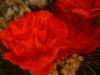 <img100*0:stuff/z/169023/Flowers%252041/i1263420958_13.jpg>