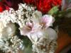 <img100*0:stuff/z/169023/Flowers%252041/i1263420958_14.jpg>
