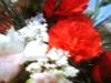 <img100*0:stuff/z/169023/Flowers%252041/i1263420958_16.jpg>