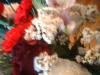 <img100*0:stuff/z/169023/Flowers%252041/i1263420958_17.jpg>