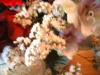 <img100*0:stuff/z/169023/Flowers%252041/i1263420958_18.jpg>