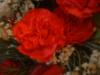 <img100*0:stuff/z/169023/Flowers%252041/i1263420958_19.jpg>