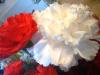 Beautiful Flowers!