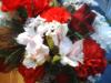 <img100*0:stuff/z/169023/Flowers%252041/i1263420958_22.jpg>