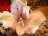 <img100*0:stuff/z/169023/Flowers%252041/i1263420958_23.jpg>