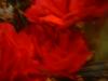 <img100*0:stuff/z/169023/Flowers%252041/i1263420958_7.jpg>