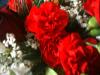 <img100*0:stuff/z/169023/Flowers%252041/i1263420958_8.jpg>