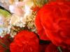 <img100*0:stuff/z/169023/Flowers%252041/i1263420959_27.jpg>