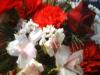 <img100*0:stuff/z/169023/Flowers%252041/i1263420959_28.jpg>