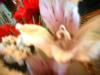 <img100*0:stuff/z/169023/Flowers%252041/i1263420959_29.jpg>