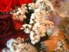 <img100*0:stuff/z/169023/Flowers%252041/i1263420959_31.jpg>