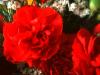 <img100*0:stuff/z/169023/Flowers%252041/i1263420959_32.jpg>