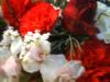 <img100*0:stuff/z/169023/Flowers%252041/i1263420959_34.jpg>